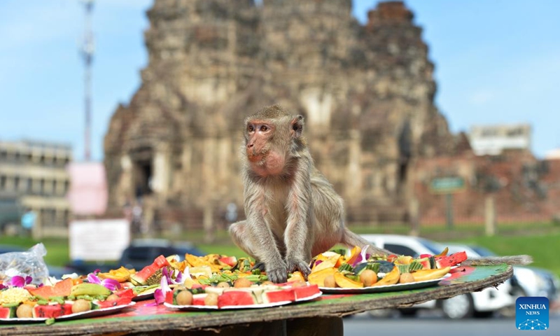 A monkey eats fruits and vegetables during the feast of the 36th Monkey Party at the Pra Prang Sam Yot temple in the Lopburi city of Lopburi province, Thailand, Nov. 24, 2024. (Xinhua/Rachen Sageamsak)