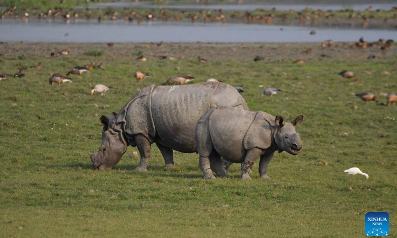 A one-horned rhinoceros and its cub graze at Pobitora Wildlife Sanctuary in Morigaon district of India's northeastern state of Assam, Nov. 24, 2024. (Str/Xinhua)