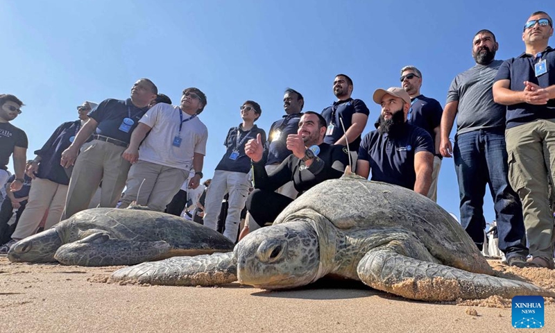 Rescued and rehabilitated sea turtles are released on a beach in Kuwait City, Kuwait, Nov. 23, 2024. (Photo by Asad/Xinhua)