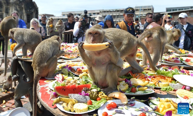 Monkeys eat fruits and vegetables during the feast of the 36th Monkey Party at the Pra Prang Sam Yot temple in the Lopburi city of Lopburi province, Thailand, Nov. 24, 2024. (Xinhua/Rachen Sageamsak)