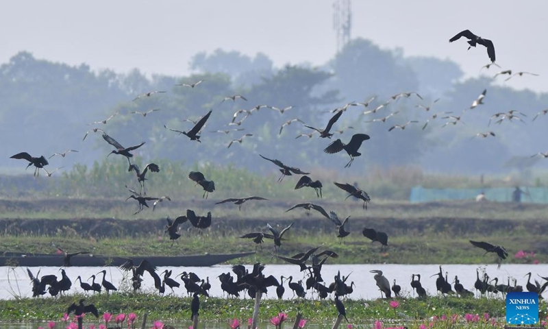 Migratory birds are seen at Pobitora Wildlife Sanctuary in Morigaon district of India's northeastern state of Assam, Nov. 24, 2024. (Str/Xinhua)