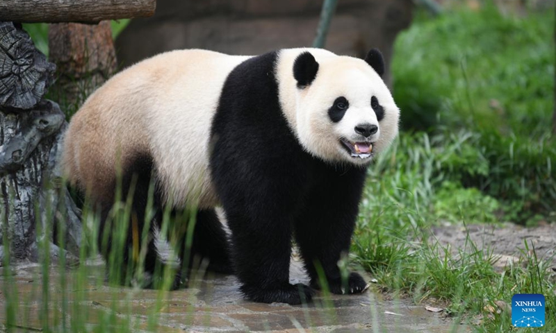 Giant panda Xiao Qiji is pictured at the Shenshuping giant panda base of Wolong National Nature Reserve in southwest China's Sichuan Province, April 16, 2024. Xiao Qiji, male, was born at the Smithsonian's National Zoo in Washington, D.C., the United States on Aug. 21, 2020. (Photo: Xinhua)