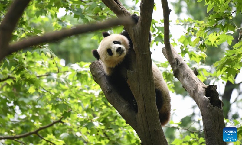 Giant panda Le Le frolics on a tree branch at the Dujiangyan base of the China Conservation and Research Center for the Giant Panda in Chengdu, southwest China's Sichuan Province, April 19, 2024. Le Le, male, was born at the River Wonders wildlife park in Singapore on Aug. 14, 2021. (Photo: Xinhua)