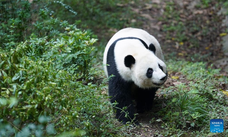 Giant panda Mei Huan is pictured at the Chengdu Research Base of Giant Panda Breeding in Chengdu, southwest China's Sichuan Province, Nov. 21, 2024. Mei Huan, female, was born at Zoo Atlanta in the United States on July 15, 2013. (Photo: Xinhua)