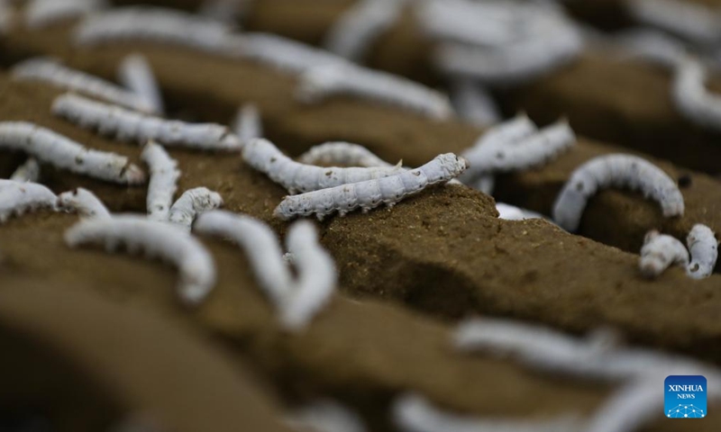 Silkworms are pictured at Yashilin Changsha (International) Silkworm Silk Intellectual Industry Project in Changsha, central China's Hunan Province, Nov. 24, 2024. (Photo: Xinhua)