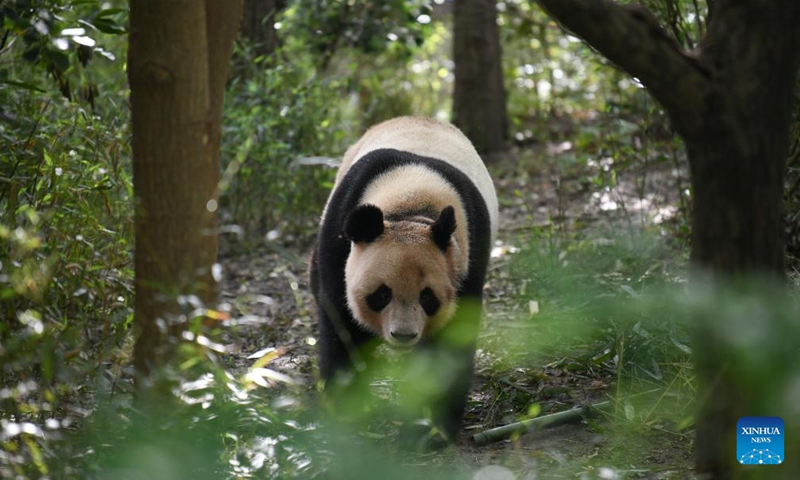 Giant panda Yuan Meng frolics at the Chengdu Research Base of Giant Panda Breeding in Chengdu, southwest China's Sichuan Province, April 21, 2024. Yuan Meng, male, was born at Beauval Zoo in Saint-Aignan, France, Aug. 4, 2017. (Photo: Xinhua)