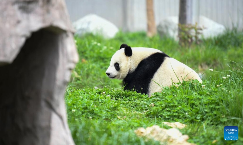 Giant panda Sheng Yi is pictured at the Shenshuping giant panda base of Wolong National Nature Reserve in southwest China's Sichuan Province, April 16, 2024. Sheng Yi, female, was born at Zoo Negara, the National Zoo of Malaysia, on May 31, 2021. (Photo: Xinhua)