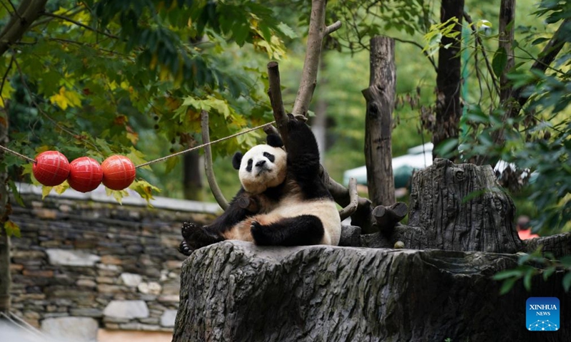 Giant panda Fu Bao frolics at the Shenshuping giant panda base of Wolong National Nature Reserve in southwest China's Sichuan Province, Oct. 19, 2024. Fu Bao, female, was born at Everland theme park in Yongin, South Korea on July 20, 2020. (Photo: Xinhua)