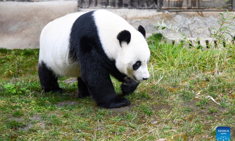 Giant panda Xiao Liwu is pictured at Jiawuhai Giant Panda Conservation and Research Park in Jiuzhaigou County, southwest China's Sichuan Province, Oct. 11, 2024. Xiao Liwu, male, was born at the San Diego Zoo in the United States on July 29, 2012. (Photo: Xinhua)