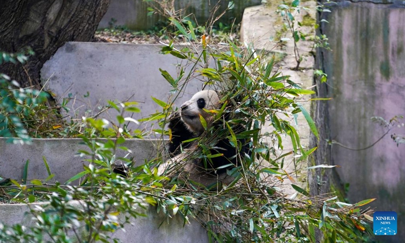 Giant panda Meng Xiang eats bamboo at the Chengdu Research Base of Giant Panda Breeding in Chengdu, southwest China's Sichuan Province, Nov. 21, 2024. Meng Xiang, male, was born at Zoo Berlin in Germany on Sept. 1, 2019. (Photo: Xinhua)