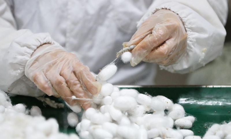 An employee collects cocoons at a production line of Yashilin Changsha (International) Silkworm Silk Intellectual Industry Project in Changsha, central China's Hunan Province, Nov. 24, 2024. (Photo: Xinhua)