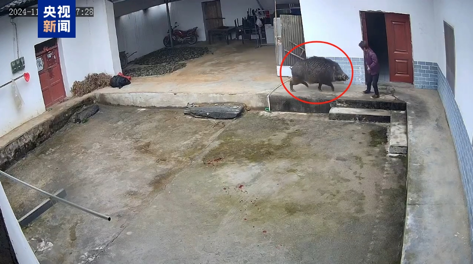 A 76-year-old woman in Northwest China's Shaanxi Province is attacked by a wild boar on November 24, 2024. Photo: Screenshot from China Central Television