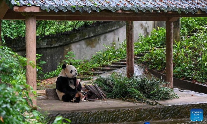 Giant panda Mei Sheng eats bamboo shoots at the Bifengxia Panda Base of the China Conservation and Research Center for the Giant Panda in Ya'an, southwest China's Sichuan Province, June 26, 2024. Mei Sheng, male, was born at the San Diego Zoo in the United States on Aug. 19, 2003. (Photo: Xinhua)