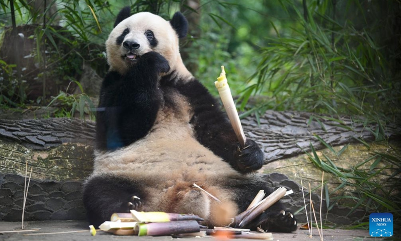 Giant panda Xiang Xiang eats bamboo shoots at the Bifengxia Panda Base of the China Conservation and Research Center for the Giant Panda in Ya'an, southwest China's Sichuan Province, June 12, 2024. Xiang Xiang, female, was born at Ueno Zoo in Tokyo, Japan on June 12, 2017.(Photo: Xinhua)