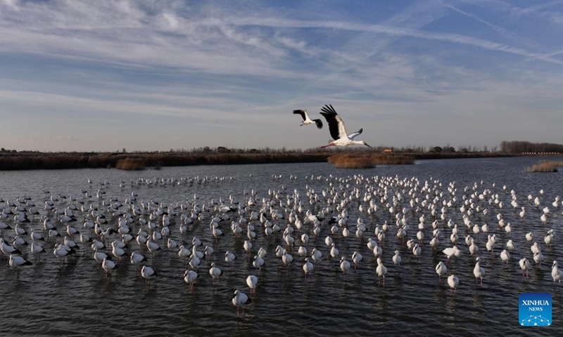 A drone photo taken on Nov. 26, 2024 shows oriental white storks at Caofeidian wetland in Tangshan, north China's Hebei Province. In recent years, the recovered and improved ecosystem at Caofeidian wetland of Hebei Province has attracted many migratory birds such as the oriental white storks. (Photo: Xinhua)