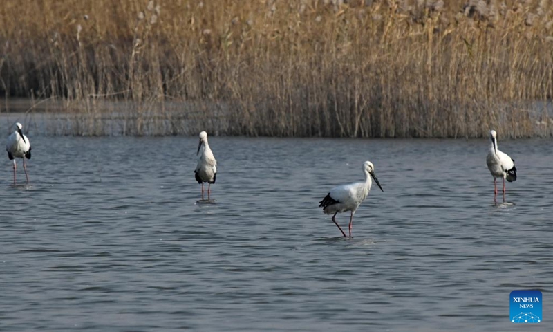 Oriental white storks forage at Caofeidian wetland in Tangshan, north China's Hebei Province, Nov. 26, 2024. In recent years, the recovered and improved ecosystem at Caofeidian wetland of Hebei Province has attracted many migratory birds such as the oriental white storks.  (Photo: Xinhua)