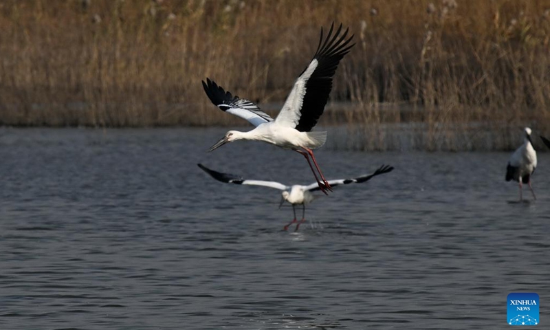 Oriental white storks are pictured at Caofeidian wetland in Tangshan, north China's Hebei Province, Nov. 26, 2024. In recent years, the recovered and improved ecosystem at Caofeidian wetland of Hebei Province has attracted many migratory birds such as the oriental white storks. (Photo: Xinhua)