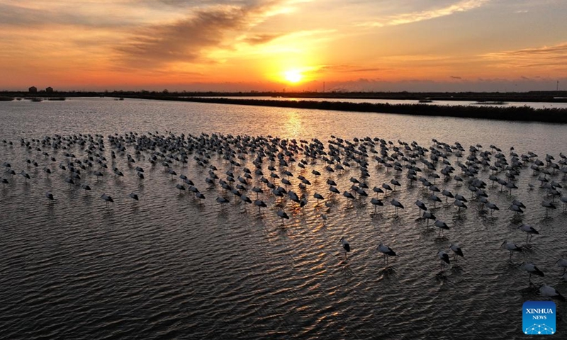 A drone photo taken on Nov. 26, 2024 shows oriental white storks at Caofeidian wetland in Tangshan, north China's Hebei Province. In recent years, the recovered and improved ecosystem at Caofeidian wetland of Hebei Province has attracted many migratory birds such as the oriental white storks. (Photo: Xinhua)