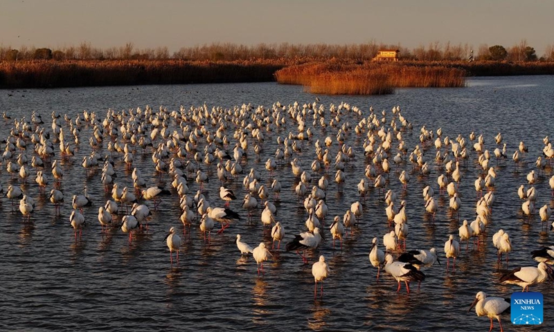 A drone photo taken on Nov. 26, 2024 shows oriental white storks at Caofeidian wetland in Tangshan, north China's Hebei Province. In recent years, the recovered and improved ecosystem at Caofeidian wetland of Hebei Province has attracted many migratory birds such as the oriental white storks. (Photo: Xinhua)