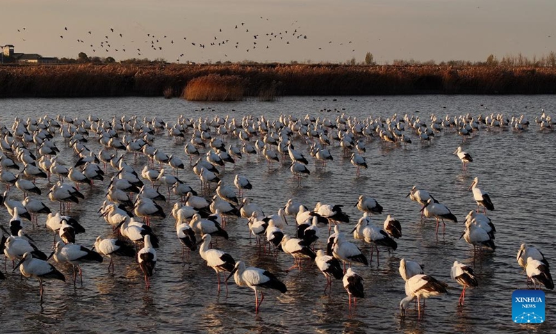 A drone photo taken on Nov. 26, 2024 shows oriental white storks at Caofeidian wetland in Tangshan, north China's Hebei Province. In recent years, the recovered and improved ecosystem at Caofeidian wetland of Hebei Province has attracted many migratory birds such as the oriental white storks. (Photo: Xinhua)