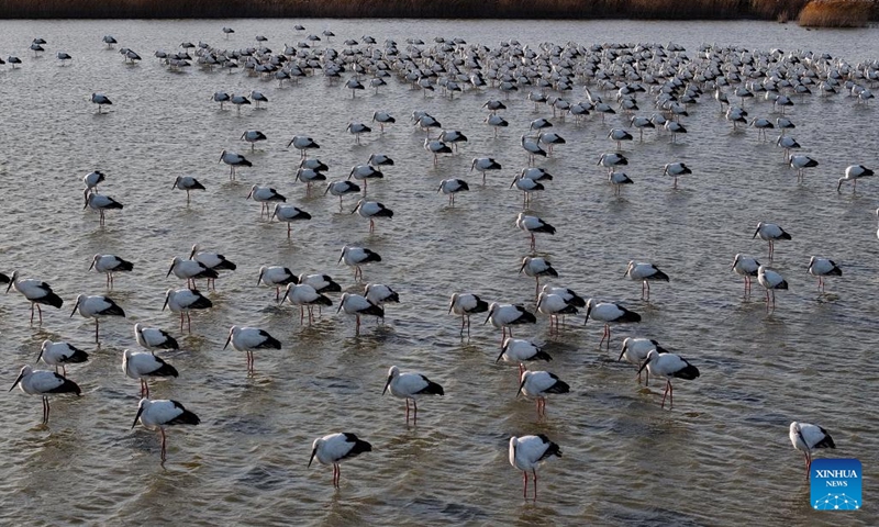 A drone photo taken on Nov. 26, 2024 shows oriental white storks at Caofeidian wetland in Tangshan, north China's Hebei Province. In recent years, the recovered and improved ecosystem at Caofeidian wetland of Hebei Province has attracted many migratory birds such as the oriental white storks. (Photo: Xinhua)