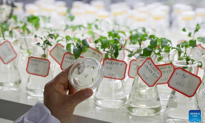 A staff member checks pepper plants at the biological breeding technology center of Hunan Xiangyan Seed Industry Co., Ltd. in Changsha, central China's Hunan Province, Nov. 25, 2024. Hunan, a main pepper planting area in China, has been advancing the application of smart greenhouses in pepper planting industry through combined efforts. (Xinhua/Wang Jingqiang)