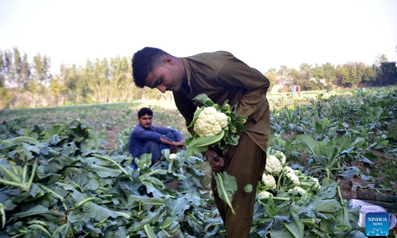 A farmer harvests cauliflowers at a field on the outskirts of northwest Pakistan's Peshawar on Nov. 27, 2024. (Photo by Saeed Ahmad/Xinhua)