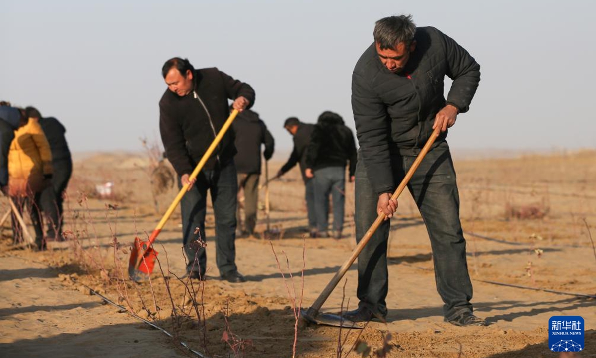 People plant seeds in an effort to complete the encirclement of the Taklimakan Desert with green belt in Yutian county, Northwest China's Xinjiang Uygur Autonomous Region on November 28, 2024. Photo: Xinhua