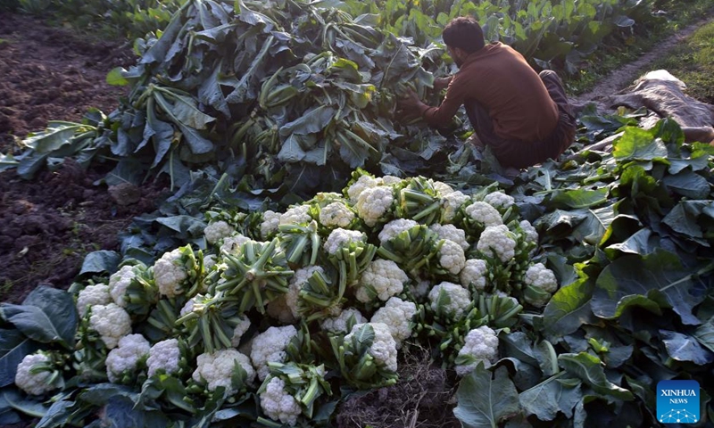 A farmer harvests cauliflowers at a field on the outskirts of northwest Pakistan's Peshawar on Nov. 27, 2024. (Photo by Saeed Ahmad/Xinhua)