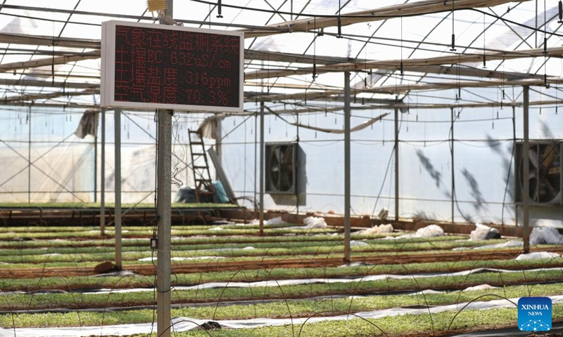 This photo shows a view of the Zhangshugang pepper space-mutation breeding and scientific cultivation base of Yangque Lake in Zhangshu Town of Yueyang City, central China's Hunan Province, Nov. 26, 2024. Hunan, a main pepper planting area in China, has been advancing the application of smart greenhouses in pepper planting industry through combined efforts. (Xinhua/Wang Jingqiang)