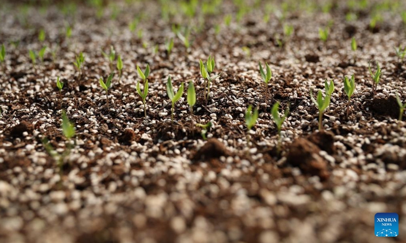 This photo shows pepper seedlings in the Zhangshugang pepper space-mutation breeding and scientific cultivation base of Yangque Lake in Zhangshu Town of Yueyang City, central China's Hunan Province, Nov. 26, 2024. Hunan, a main pepper planting area in China, has been advancing the application of smart greenhouses in pepper planting industry through combined efforts. (Xinhua/Wang Jingqiang)