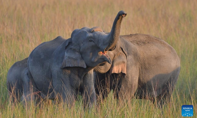 Two wild elephants interact at a village in Nagaon district of India's northeastern state of Assam, Nov. 28, 2024. (Str/Xinhua)