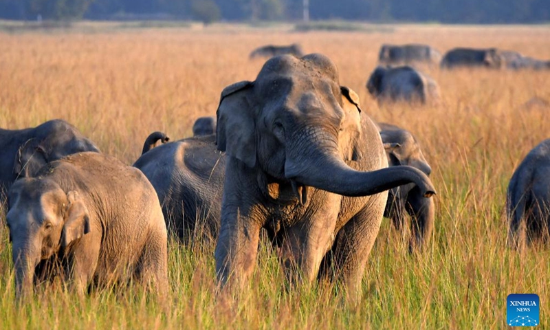 A herd of wild elephants is pictured at a village in Nagaon district of India's northeastern state of Assam, Nov. 28, 2024. (Str/Xinhua)