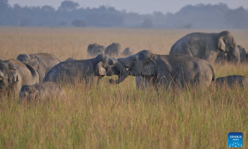 A herd of wild elephants is pictured at a village in Nagaon district of India's northeastern state of Assam, Nov. 28, 2024. (Str/Xinhua)