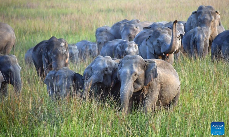 A herd of wild elephants is pictured at a village in Nagaon district of India's northeastern state of Assam, Nov. 28, 2024. (Str/Xinhua)