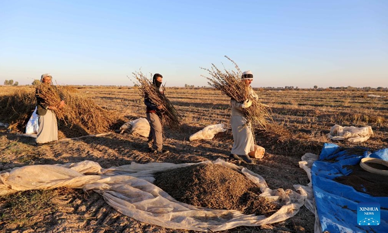 Iraqi farmers harvest sesame on a farm north of Baghdad, Iraq, on Nov. 29, 2024. (Photo: Xinhua)