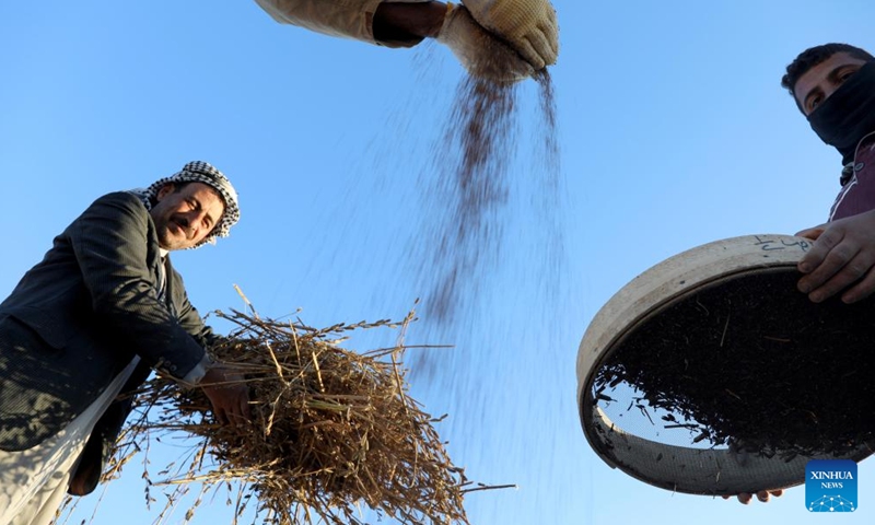 Iraqi farmers harvest sesame on a farm north of Baghdad, Iraq, on Nov. 29, 2024. (Photo: Xinhua)