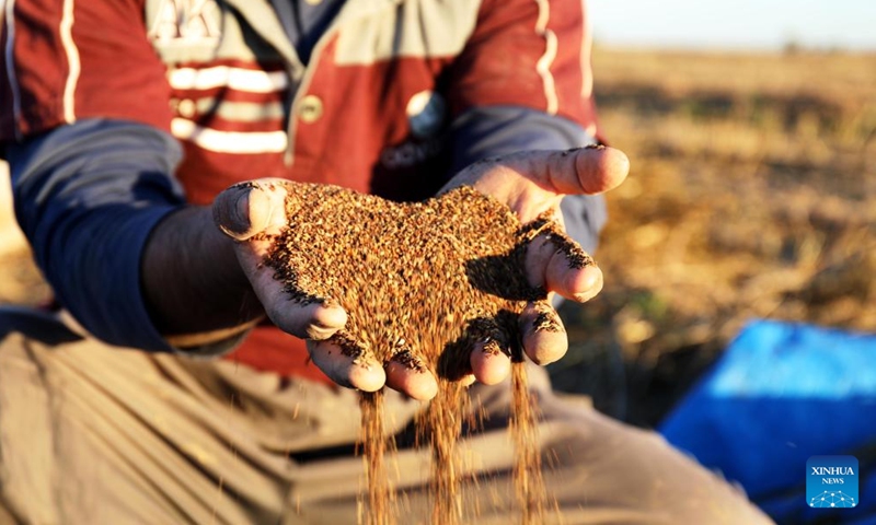 An Iraqi farmer displays sesame seeds on a farm north of Baghdad, Iraq, on Nov. 29, 2024. (Photo: Xinhua)