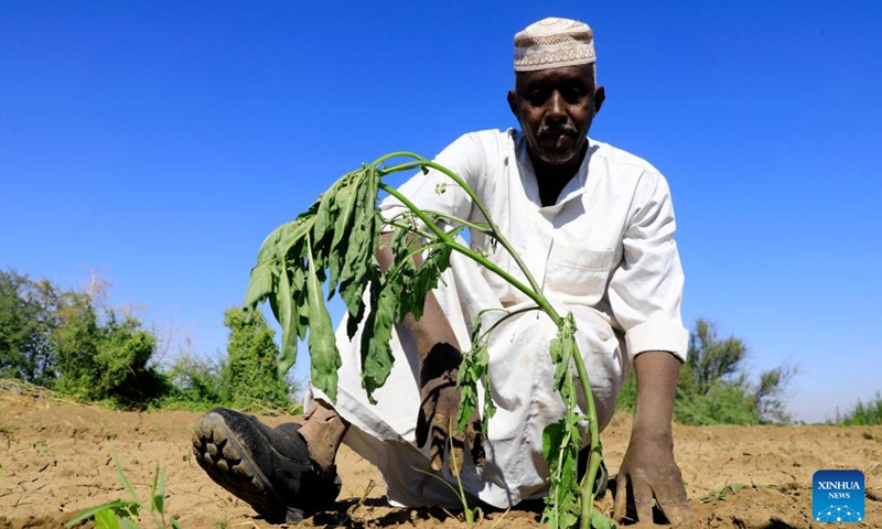 A Sudanese farmer plants eggplant in his farm in Tomnar village of Dongola, Sudan, Nov. 30, 2024. Farmers in Sudan's Northern State are busy with agricultural production work as the winter farming season comes. The devastating war which has been going on between the Sudanese Armed Forces and the paramilitary Rapid Support Forces since April 2023, has gravely affected the agricultural sector. Photo: Xinhua