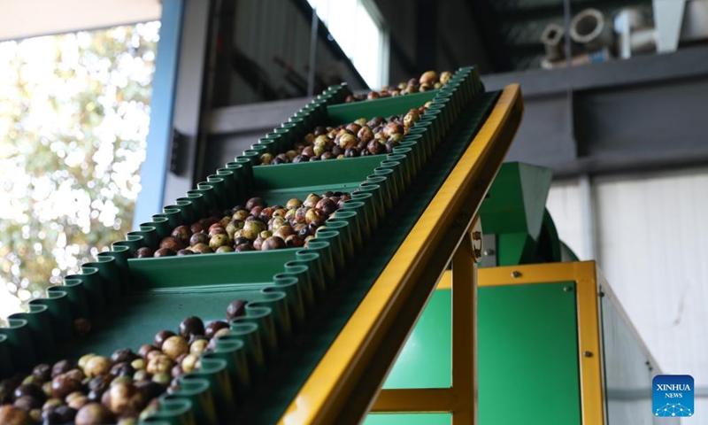 This photo taken on Nov. 27, 2024 shows a shelling machine at a local company in Shuangfeng County, Loudi City, central China's Hunan Province. In recent years, central China's Hunan Province has continuously utilized its manufacturing strengths to develop its agricultural machinery industrial chains, accelerating its transformation from traditional agriculture to modern agriculture. Photo: Xinhua