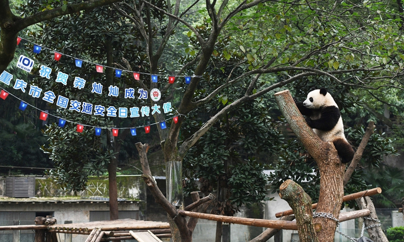 Giant panda Mang Cancan plays outdoor at the Chongqing Zoo in Southwest China's Chongqing Municipality on December 1, 2024. The panda was nominated as the city's ambassador for National Traffic Safety Day, which falls on December 2. Photo: VCG