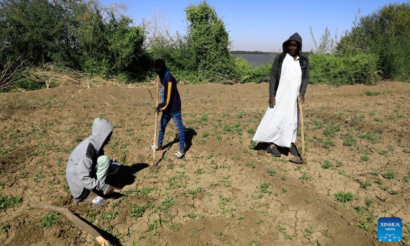 A Sudanese farmer and his children prepare their farm for planting in Tomnar village in Dongola, Sudan, Nov. 30, 2024. Farmers in Sudan's Northern State are busy with agricultural production work as the winter farming season comes. The devastating war which has been going on between the Sudanese Armed Forces and the paramilitary Rapid Support Forces since April 2023, has gravely affected the agricultural sector. Photo: Xinhua