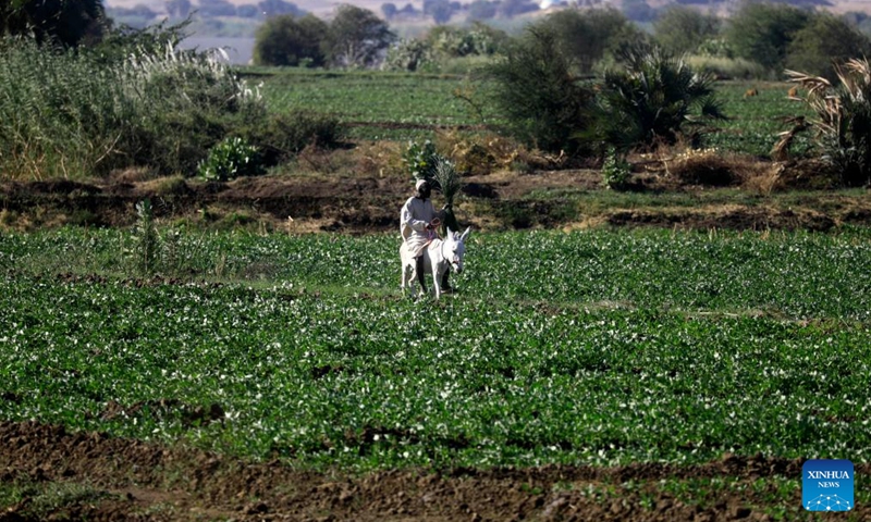 A Sudanese farmer rides a donkey in his farm in Tomnar village of Dongola, Sudan, Nov. 30, 2024. Farmers in Sudan's Northern State are busy with agricultural production work as the winter farming season comes. The devastating war which has been going on between the Sudanese Armed Forces and the paramilitary Rapid Support Forces since April 2023, has gravely affected the agricultural sector. Photo: Xinhua