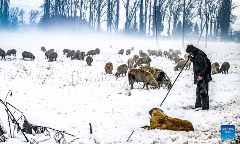 Sheep search for feed after snowfall in Gostivar, North Macedonia, on Dec. 1, 2024. Photo: Xinhua