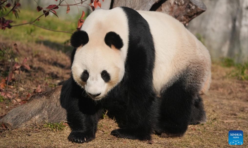 Giant panda Fu Ban strolls at a wildlife zoo in Tangshan tourist resort in Nanjing, east China's Jiangsu Province, Dec. 1, 2024. Seven giant pandas, all of them guests from the China Conservation and Research Center for Giant Pandas, have attracted thousands of eyes as they enjoyed food and sunshine in public on a warm winter day. Photo: Xinhua