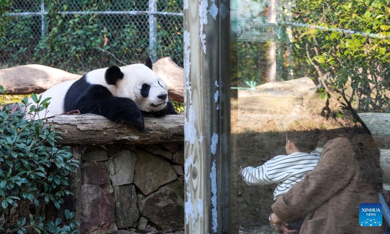 Giant panda Fu Hu naps at a wildlife zoo in Tangshan tourist resort in Nanjing, east China's Jiangsu Province, Dec. 1, 2024. Seven giant pandas, all of them guests from the China Conservation and Research Center for Giant Pandas, have attracted thousands of eyes as they enjoyed food and sunshine in public on a warm winter day. Photo: Xinhua