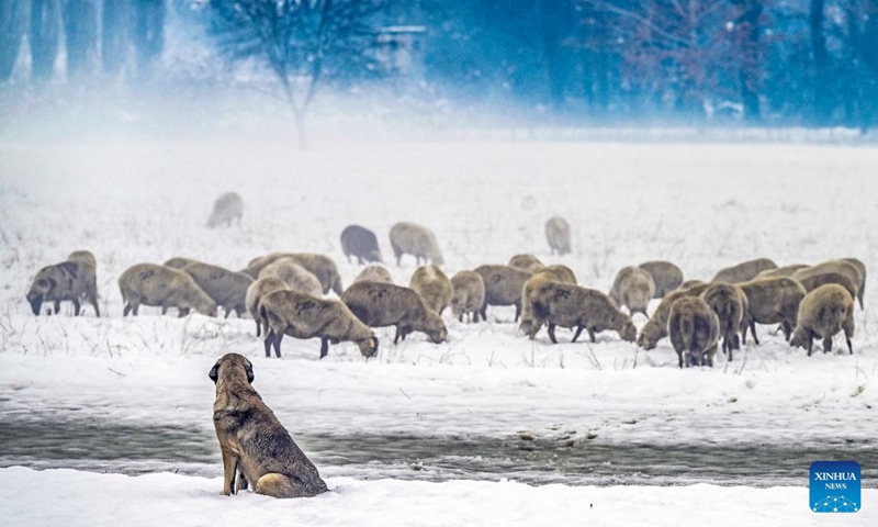 Sheep search for feed after snowfall in Gostivar, North Macedonia, on Dec. 1, 2024. Photo: Xinhua