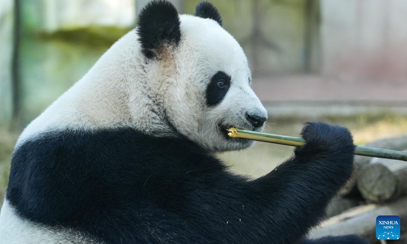 Giant panda Nuan Nuan feeds on bamboo at a wildlife zoo in Tangshan tourist resort in Nanjing, east China's Jiangsu Province, Dec. 1, 2024. Seven giant pandas, all of them guests from the China Conservation and Research Center for Giant Pandas, have attracted thousands of eyes as they enjoyed food and sunshine in public on a warm winter day. Photo: Xinhua