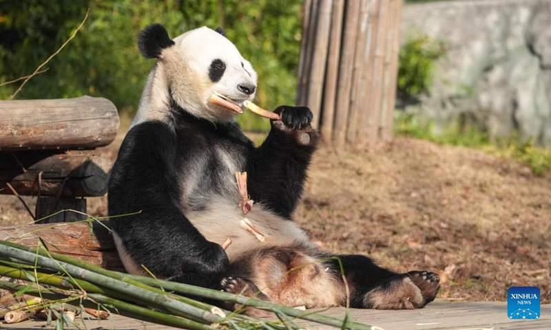 Giant panda Fu Ban feeds on bamboo at a wildlife zoo in Tangshan tourist resort in Nanjing, east China's Jiangsu Province, Dec. 1, 2024. Seven giant pandas, all of them guests from the China Conservation and Research Center for Giant Pandas, have attracted thousands of eyes as they enjoyed food and sunshine in public on a warm winter day. Photo: Xinhua