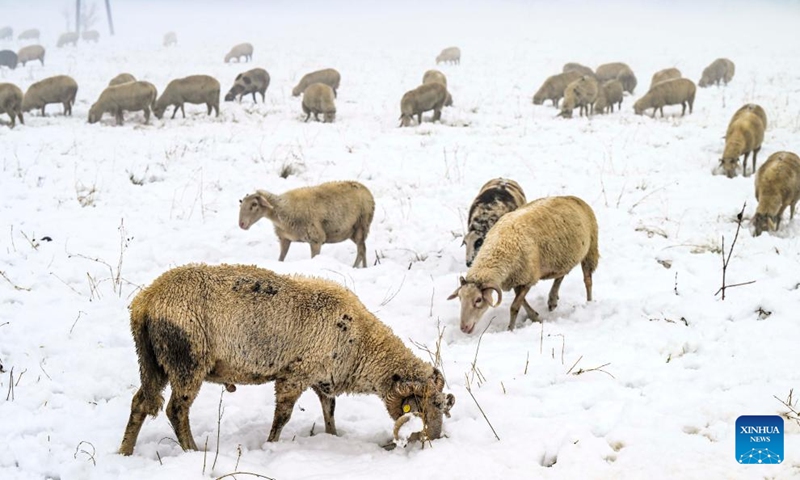 Sheep search for feed after snowfall in Gostivar, North Macedonia, on Dec. 1, 2024. Photo: Xinhua